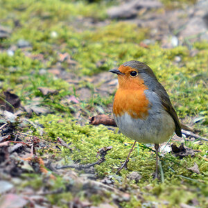 DSC 8422 khg Rotkehlchen