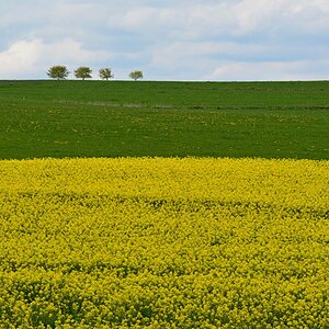 Rapsfeld3