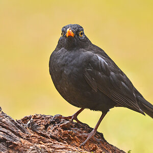 DSC 8386 Amsel