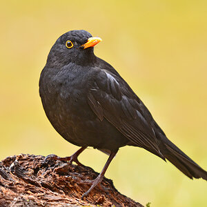 DSC 8387 Amsel