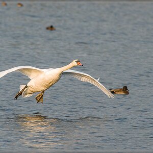 20141102 2041 [NIKON D810] 500 mm,1 640 Sek. bei ƒ   7,1 2
