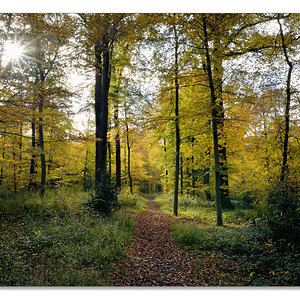 wald4