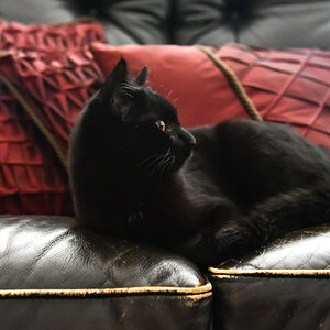 Prinz