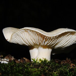 Blitz Pilz