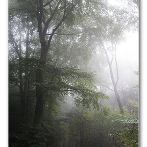 fog1