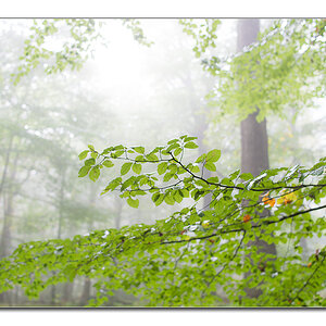 fog2