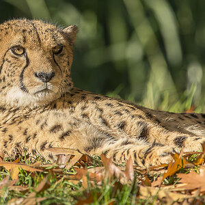 Gepard