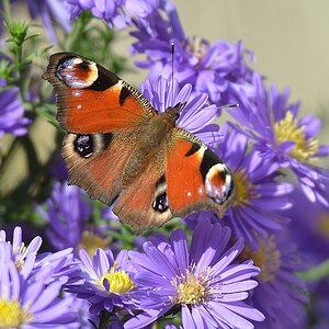 DSC 3487
