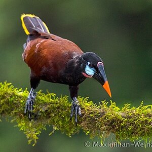 Birder©MaximilianWeinzierl