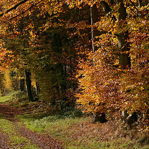 DSC 0293 Emletrann 1000