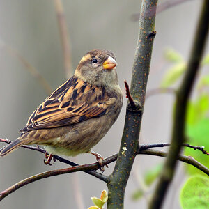 DSC 2513 Spatz