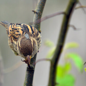 DSC 2515 Spatz