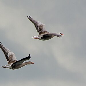 D71 2204 Gänse über dem Plöner See 09 2014
