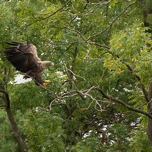 D71 2238 Plöner Seeadler II 09 2014