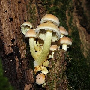 Wald - Pilze 30
