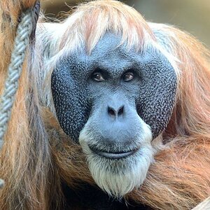 Orangutan Charly August 2014
