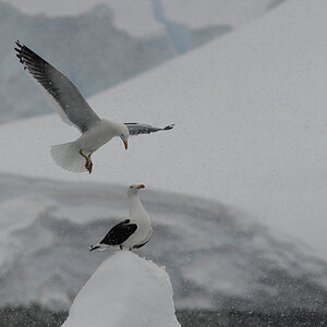 Dominikanermöwen (Kelp Gull), Charlotte Bay
6932