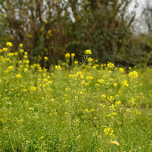 Rapsblüte am 1. Advent 7003968x