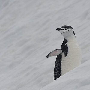 Zügelpinguin auf Enterpise Island in der Wilhemina Bay
7220