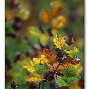 herbstlaub