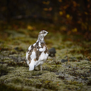Schneehuhn 20141018 101625 island 2014 2