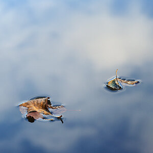 herbst