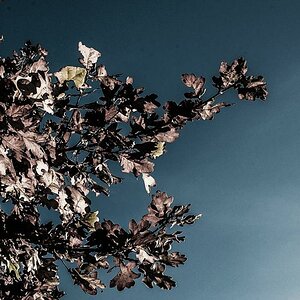 comp Herbstlaub