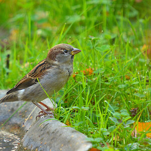DSC 2272 khg