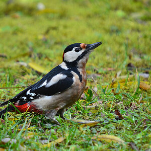 DSC 0085 khg