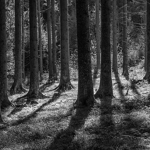 2141019 V3 2219 Moorwald