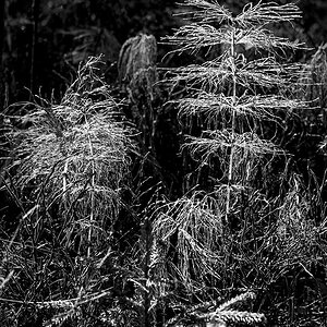 2141019 V3 2216 Moorwald