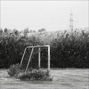 300700derpudelaufdemfußballplatz
