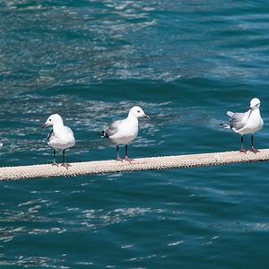 capetown 6