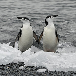Zügelpinguine
Halfmoon Island
9013