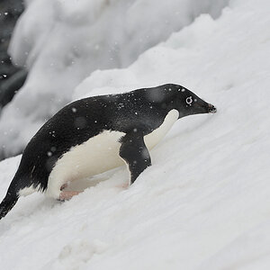 Adelie Pinguin
Halfmoon Island
0488