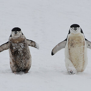 Zügelpinguine dreckig
Halfmoon Island
0776