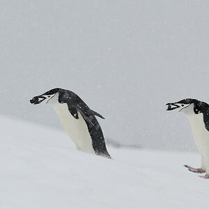 Zügelpinguine beim Steinetransport
Halfmoon Island
0611