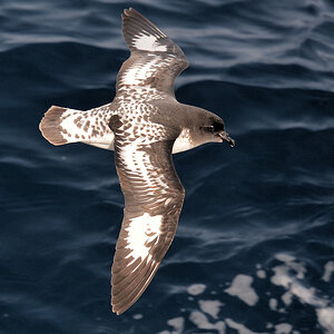 Kapsturmvogel
Drake Passage
1037 h