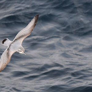 Antarctic Prion
Drake Passage
1180