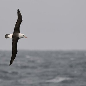Schwarzbrauen Albatros
Drake Passage
3069