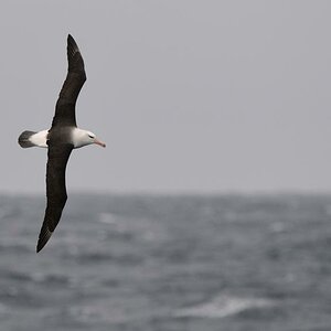 Schwarzbrauen Albatros
Drake Passage
3069