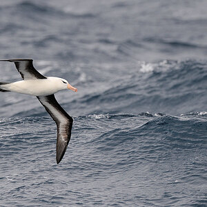 Schwarzbrauen Albatros
Drake Passage
3077