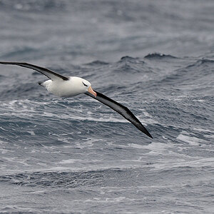 Schwarzbrauen Albatros
Drake Passage
 3123