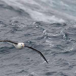 Schwarzbrauen Albatros
Drake Passage
3429