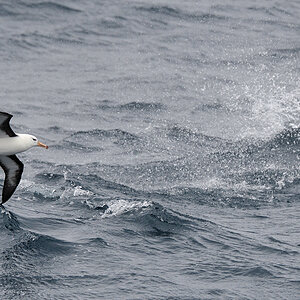 Schwarzbrauen Albatros
Drake Passage
3463