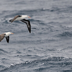 Schwarzbrauen Albatros
Drake Passage
3181