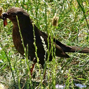 Amsel mit Wurm