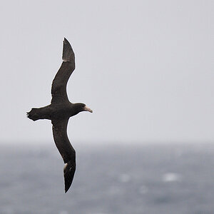 Petrel
Drake Passage
3692