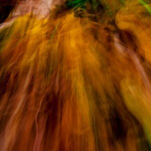 comp Herbstlaub 2