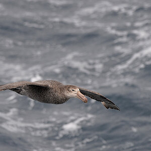 NorthernGiantPetrel
Drake Passage
3716